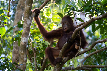 Orangutan sit on the trees 1