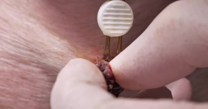 A surgeon uses an electric knife to remove a papilloma from an animal in a veterinary clinic. In surgery, the doctor removes a papilloma on the dog's body. Removal of a benign tumor from an animal.