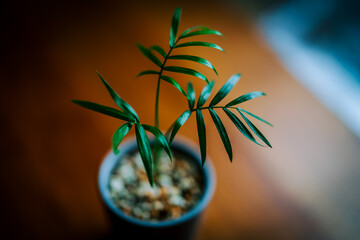 テーブルの上の観葉植物