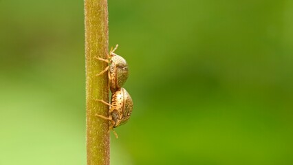 Two bugs closeup, Macro of two megacopta cribraria or kudzu bugs, Bug on a tree.