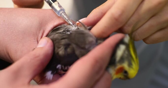 A small parrot is held in the arms of an assistant while a veterinarian injects him with medicine from a syringe. The doctor gives a subcutaneous injection to a parrot. Injection to a parrot.
