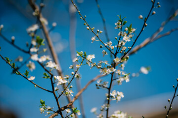 Cherry branch White flowers close with a blue background