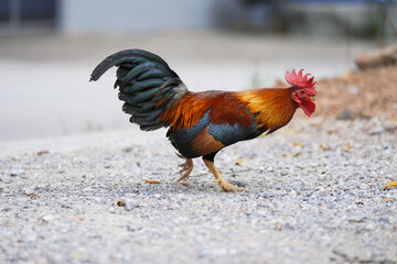 chicken rooster in the farm at countryside.