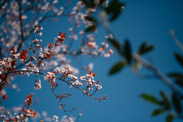 Cherry branch White flowers close with a blue background