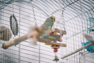 A parrot in a cage