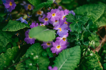 Miniature Field Violet Small Flowers, Spring Fields Flowers