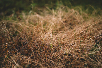Dried field grass in the field