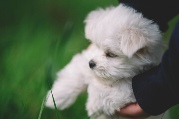 Portrait Of White Maltese Puppy
