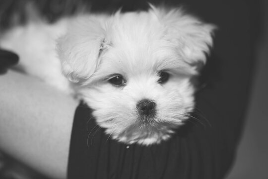 Portrait Of White Maltese Puppy, Black And White Photo Of Cute Puppy