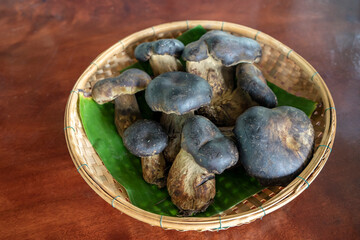 Brown turtle liver mushroom. mushrooms, nature, organic, vegetable
