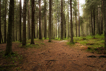 View of the coniferous forest in Karelia
