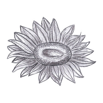 Hand drawn black pencil sunflower drawing isolated on white background. Can be used for cards, label and other printed products.