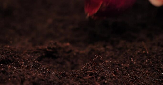 Close-up of planting an onion bulb in fertile black soil. Growing healthy organic vegetables, onions, in your garden bed. Spring planting of onions in fertile soil to obtain a rich harvest.