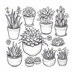 Outline drawings plants, succulents in pot vector illustration