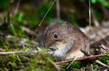 Rötelmaus // Bank vole (Myodes glareolus)