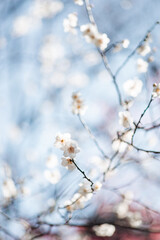 梅の花