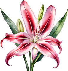 Watercolor painting of Crinum (vlei) lily (Crinum delagoense) flower. 