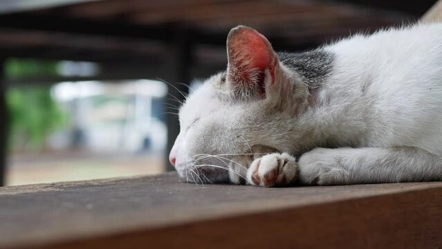 street white cat sleep close up