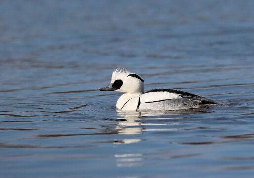 Smew