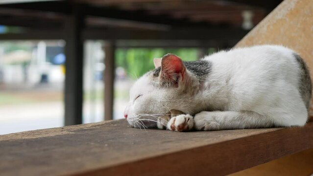 White cat sleeping on stair