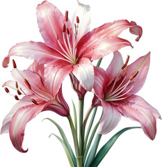 Watercolor painting of Crinum (vlei) lily (Crinum delagoense) flower.  - obrazy, fototapety, plakaty