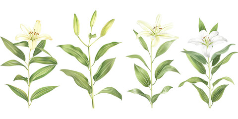 Obraz na płótnie Canvas Lilies isolated on white