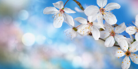 Beautiful delicate white cherry blossoms with blue bokeh background and copy space, panorama format 