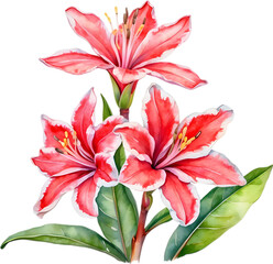 Obraz premium Watercolor painting of Impala Lily (Adenium multiflorum) flower. 
