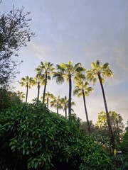 Tall Washingtonia palms against the backdrop of the sunset sky