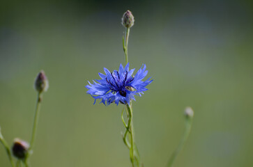 Beautiful blue cornflower isolated against a green background