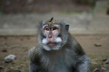 Old grey monkey with white beard sitting pensively