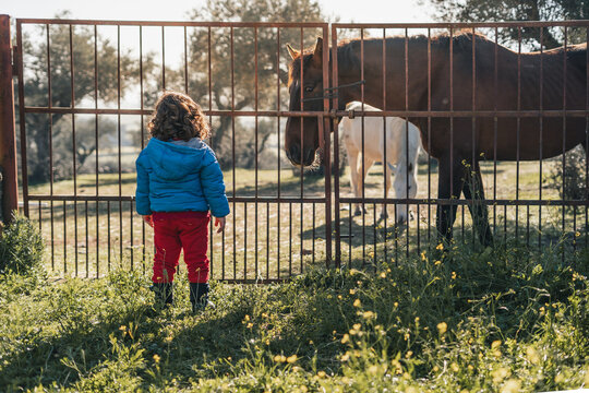 A young girl stands in front of a fence, watching a horse