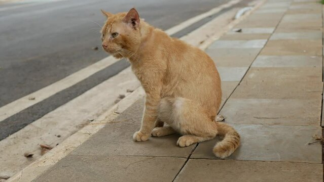 Orange cat lick himself on street