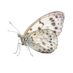 butterfly flying isolated on white