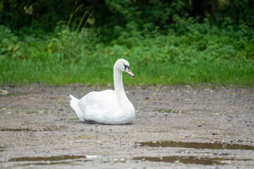 close-up of a beautiful white swan (Cygnus olor) sat on a gravel roadway