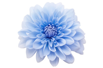 Large Blue Flower on White Background. on a White or Clear Surface PNG Transparent Background.