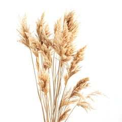 Fototapeta premium Pampas grass on a white background, dry spikelets, Dry reeds in boho style
