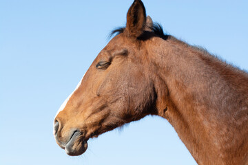 Obraz premium Dösendes Pferd