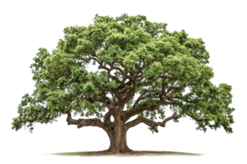 Green oak tree isolated on transparent background