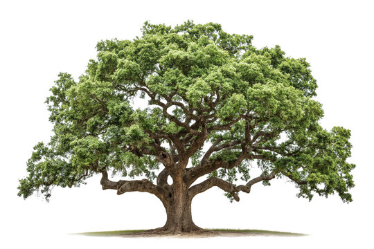 Green oak tree isolated on transparent background