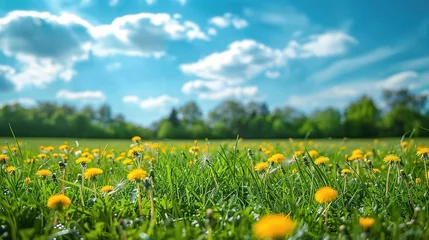 Photo sur Plexiglas Prairie, marais Beautiful meadow field with fresh grass and yellow dandelion flowers in nature