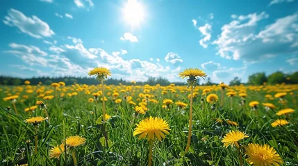 Cercles muraux Prairie, marais Beautiful meadow field with fresh grass and yellow dandelion flowers in nature