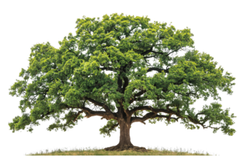 Green oak tree isolated on transparent background