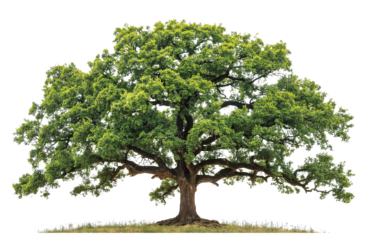 Green oak tree isolated on transparent background