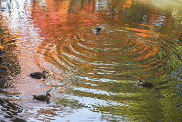 紅葉の映る池と鴨