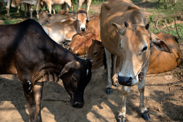 View of the cows in rural area