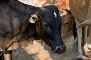 View of the cows in rural area