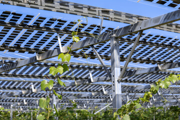Vines covered with tranparency photovoltaic modules