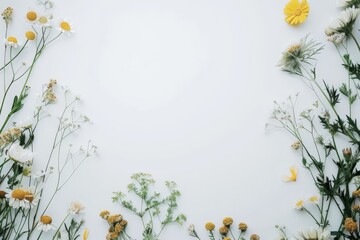 Yellow and White Flowers on White Background