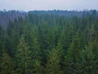 Nature of Estonia, spruce forest in early spring in cloudy foggy weather, aerial photo from a drone.